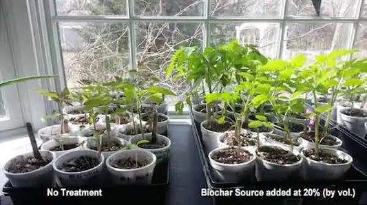 Biochar Fertiliser: A Sustainable Way to Improve Soil Health from SOS